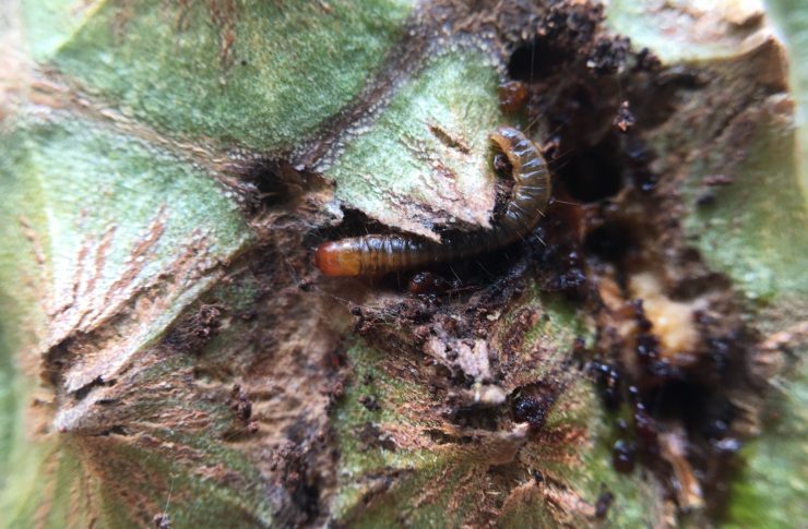 Durun Insect Blog – THEP WATANA